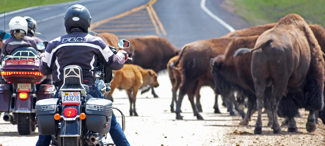 Motos et bisons près de Yellowstone
